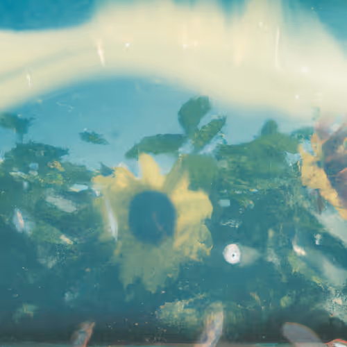 Tsunflower Chaos