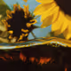 Tsunflower Chaos #116