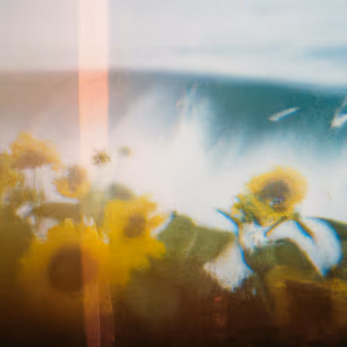 Tsunflower Chaos