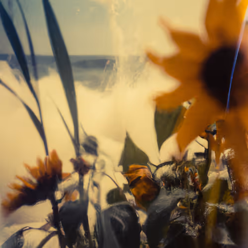 Tsunflower Chaos
