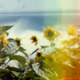 Tsunflower Chaos #174