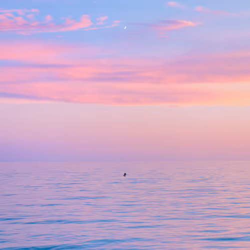 Pastel Papi Sunsets In Paradise Edition