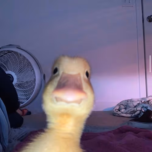 Quic Quic