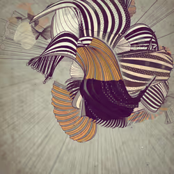 Velum #11