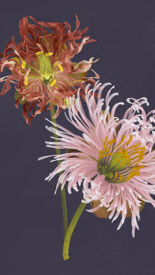 Item #66000023 Media