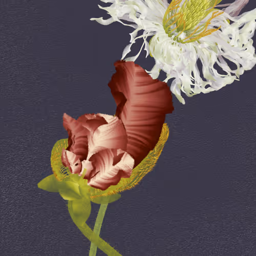 Delirium Blooms By Leonardo Solaas