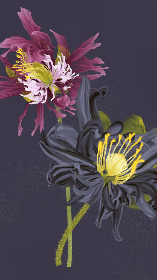 Item #66000070 Media