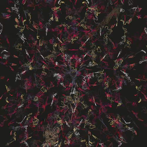Orchids By Luke Shannon