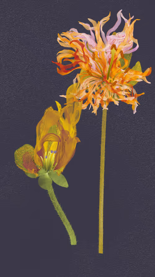 Item #66000071 Media