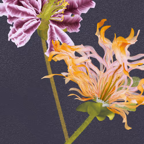 Delirium Blooms By Leonardo Solaas