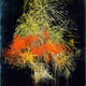 Hanabi #65