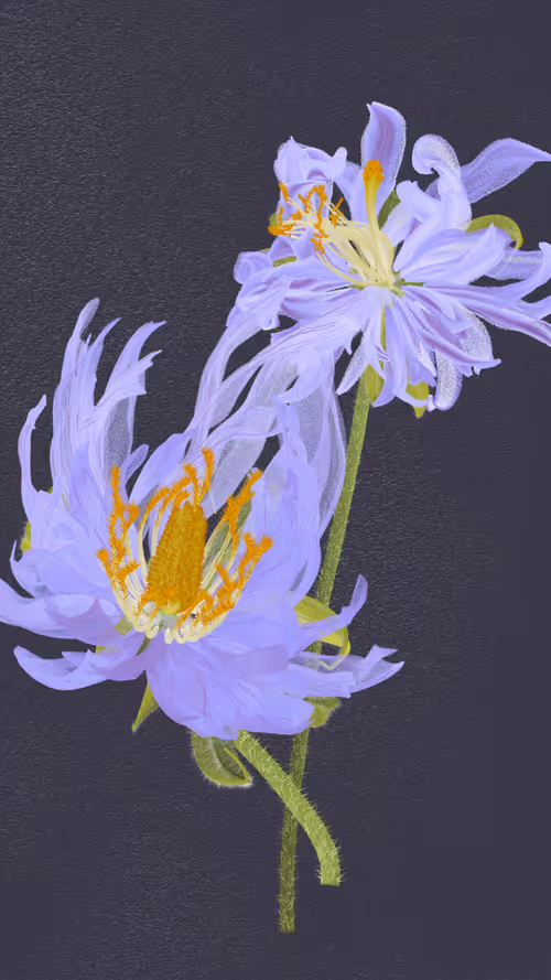 Item #66000040 Media