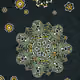 81000050