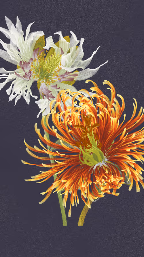 Item #66000045 Media