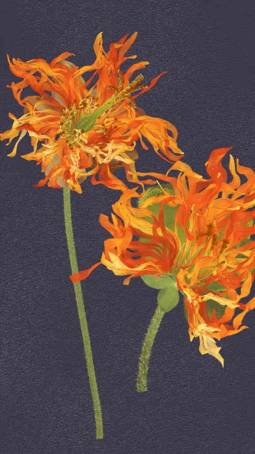 Item #66000057 Media