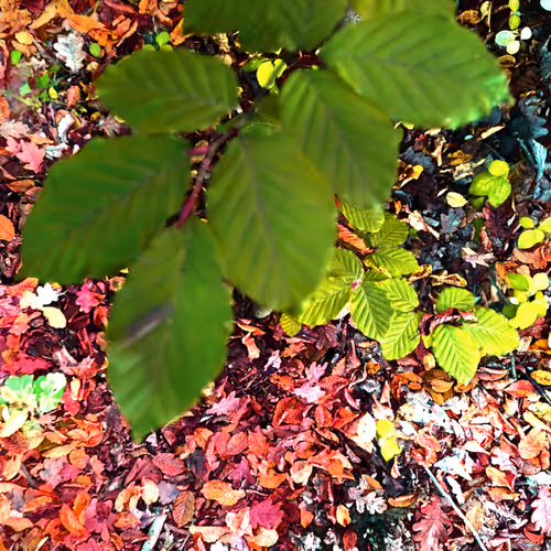 Autonomous Forest Plots