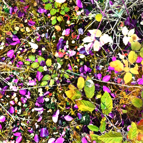 Autonomous Forest Plots