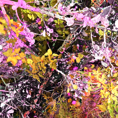 Autonomous Forest Plots