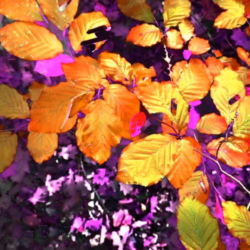 Autonomous Forest Plots