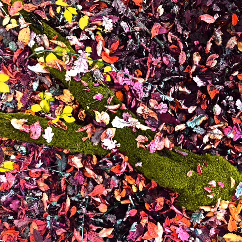 Autonomous Forest Plots