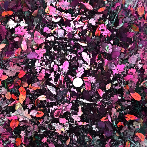 Autonomous Forest Plots