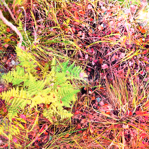 Autonomous Forest Plots