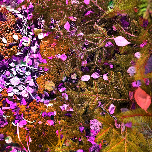 Autonomous Forest Plots