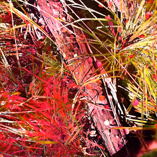 Autonomous Forest Plots