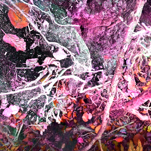 Autonomous Forest Plots