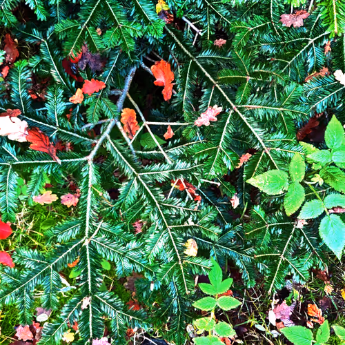Autonomous Forest Plots