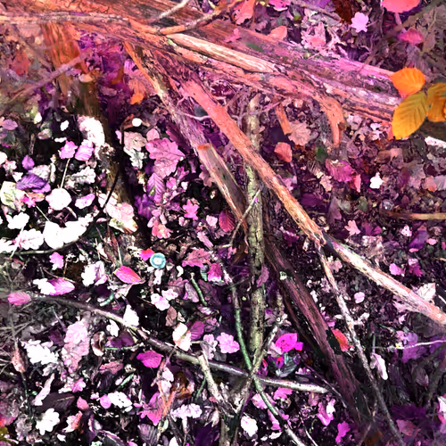 Autonomous Forest Plots