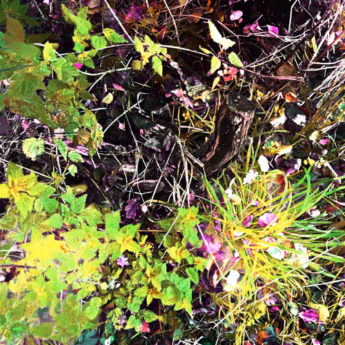 Autonomous Forest Plots