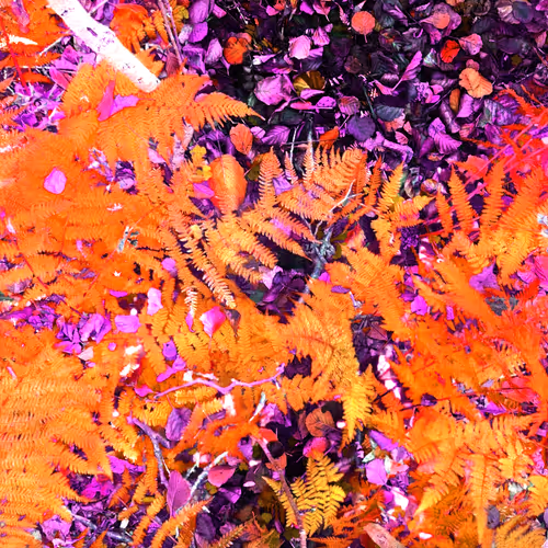 Autonomous Forest Plots