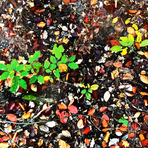 Autonomous Forest Plots