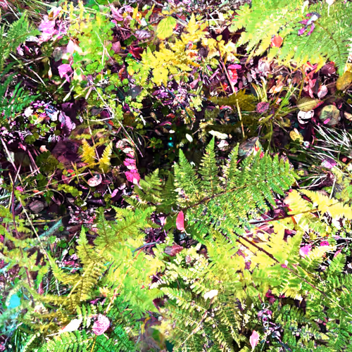 Autonomous Forest Plots