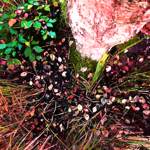 Autonomous Forest Plots