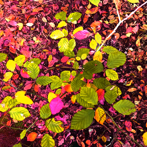 Autonomous Forest Plots