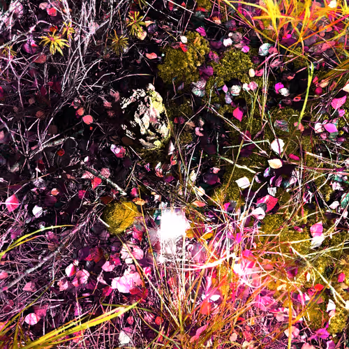Autonomous Forest Plots