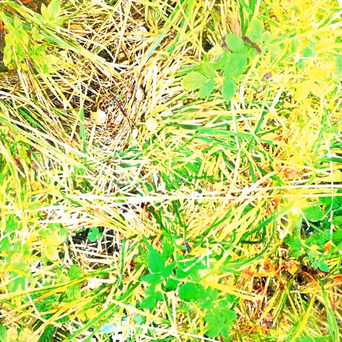 Autonomous Forest Plots