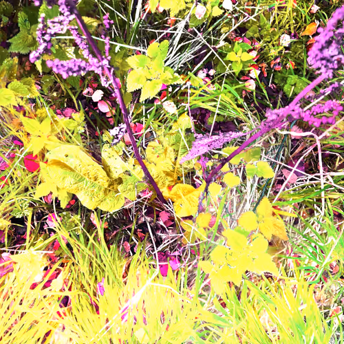 Autonomous Forest Plots