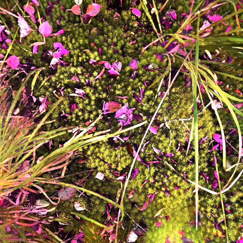 Autonomous Forest Plots