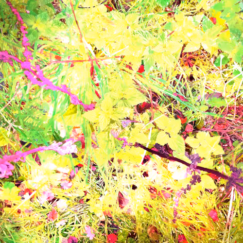 Autonomous Forest Plots