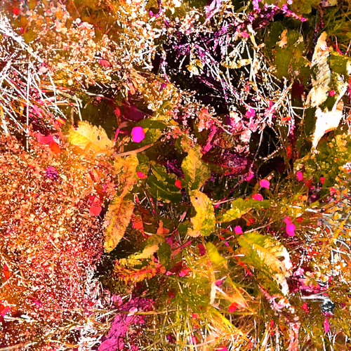 Autonomous Forest Plots