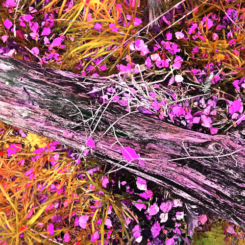 Autonomous Forest Plots