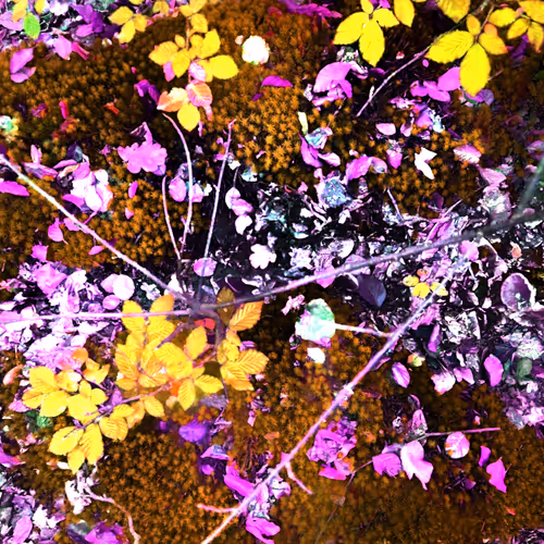 Autonomous Forest Plots