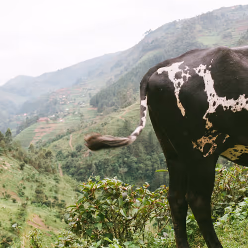 Life In Southwest Uganda Batwa