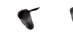 41