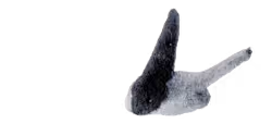 252