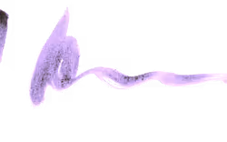 1017