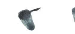 541